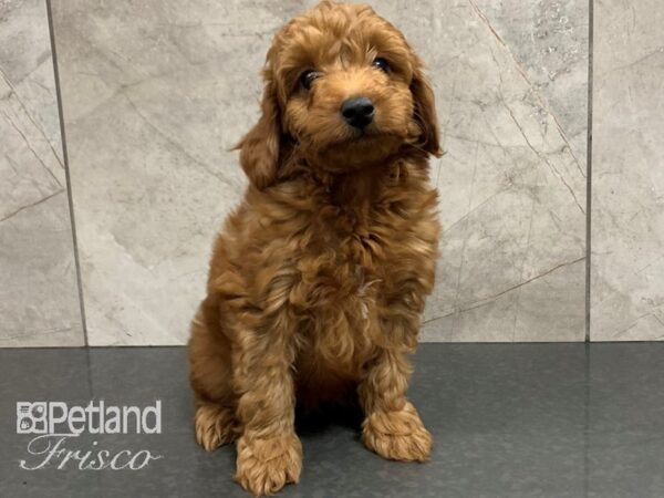 F1B Mini Goldendoodle DOG Male RED 28057 Petland Frisco, Texas