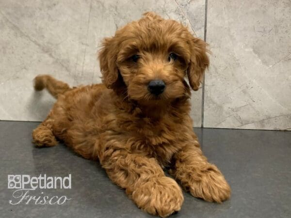 F1B Mini Goldendoodle-DOG-Female-RED-28056-Petland Frisco, Texas