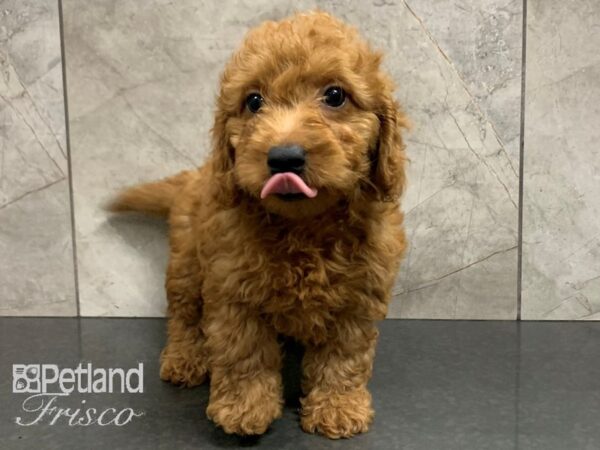 F1B Mini Goldendoodle-DOG-Female-RED-28055-Petland Frisco, Texas