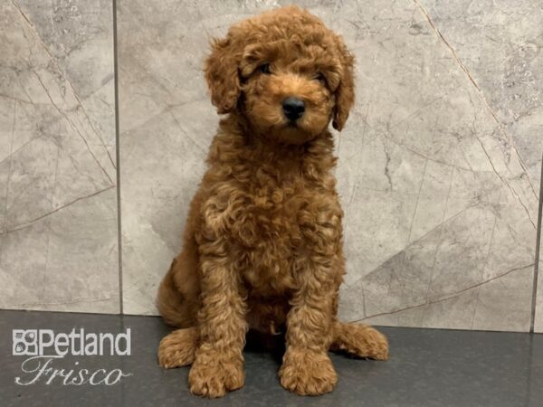 F1B Mini Goldendoodle DOG Male RED 28054 Petland Frisco, Texas