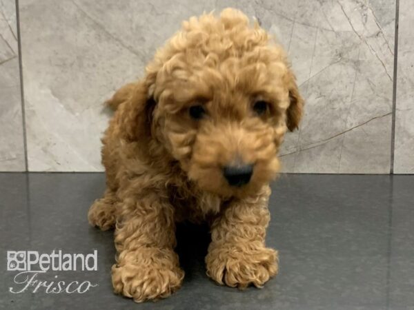 F1B Mini Goldendoodle-DOG-Male-RED-28053-Petland Frisco, Texas