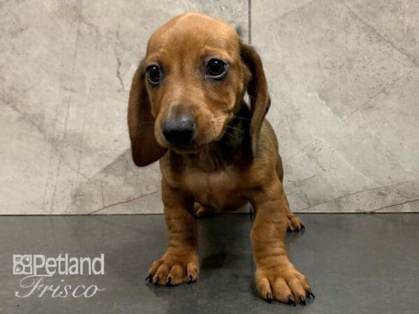 Miniature Dachshund DOG Male RED 28051 Petland Frisco, Texas