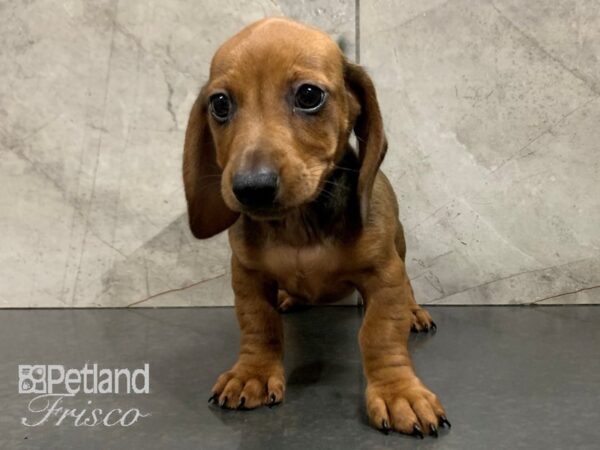 Miniature Dachshund-DOG-Male-RED-28051-Petland Frisco & Mckinney, Texas