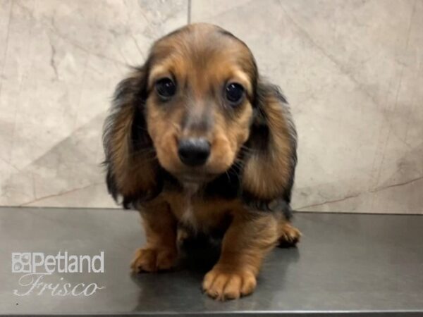 Miniature Dachshund-DOG-Male-WILD BOAR-28050-Petland Frisco & Mckinney, Texas