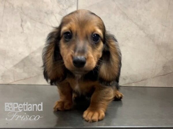 Miniature Dachshund-DOG-Male-WILD BOAR-28050-Petland Frisco, Texas