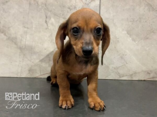 Miniature Dachshund-DOG-Female-RED-28049-Petland Frisco & Mckinney, Texas
