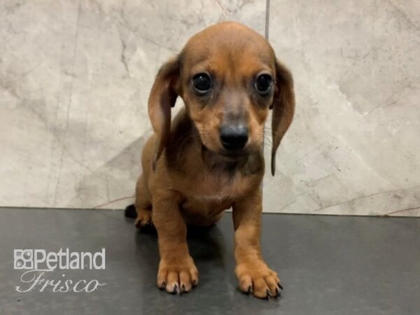 Miniature Dachshund-DOG-Female-RED-28049-Petland Frisco, Texas