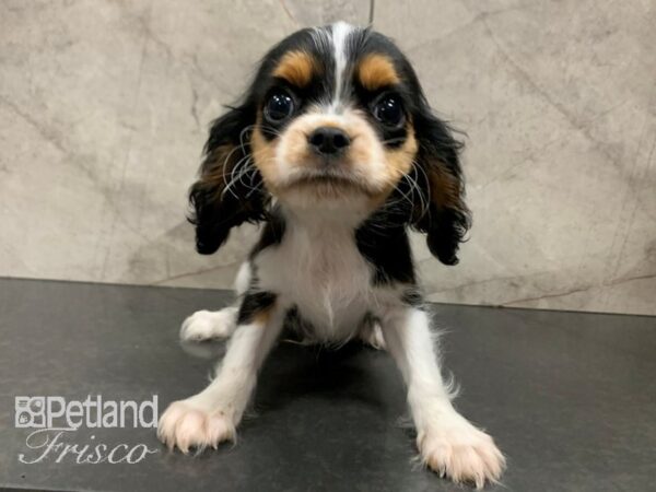 Cavalier King Charles Spaniel DOG Male Black-Tri 28048 Petland Frisco, Texas