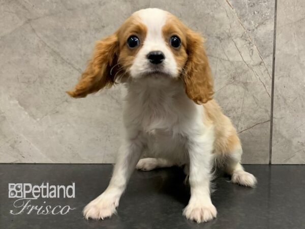 Cavalier King Charles Spaniel-DOG-Male-BRN WHT-28047-Petland Frisco & Mckinney, Texas