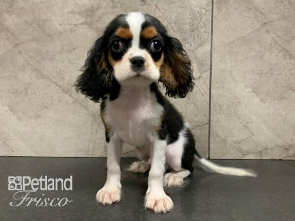 Cavalier King Charles Spaniel-DOG-Male-Black - tri-28046-Petland Frisco & Mckinney, Texas