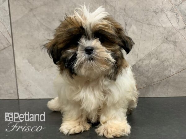 Shih Tzu-DOG-Female-BRN WHT-28044-Petland Frisco & Mckinney, Texas