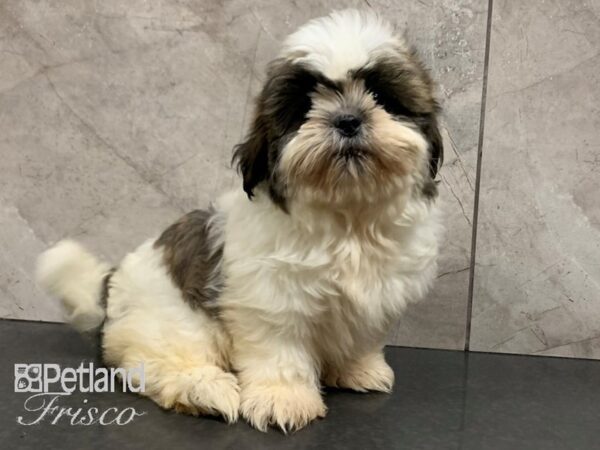 Shih Tzu DOG Female BRN WHT 28043 Petland Frisco, Texas