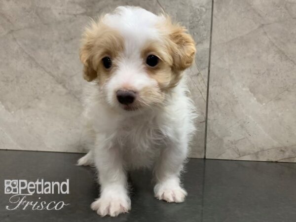 Pomapoo DOG Male White and Tan 28042 Petland Frisco, Texas