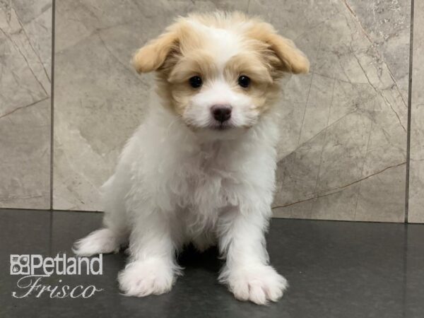 Pomapoo DOG Male White and Tan 28041 Petland Frisco, Texas