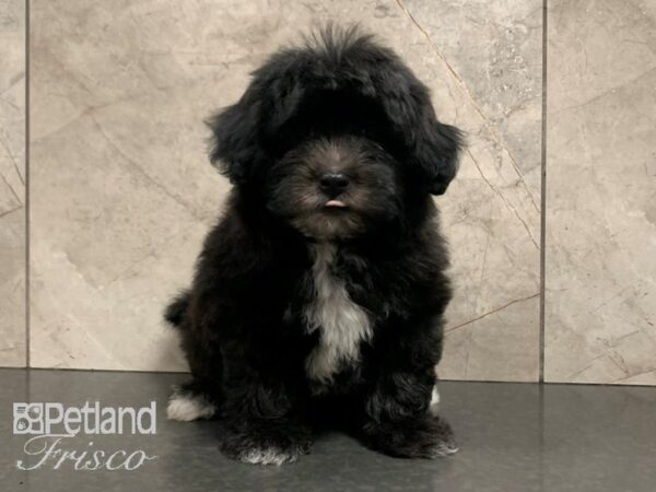 Lhasapoo DOG Female Black and White 28040 Petland Frisco, Texas