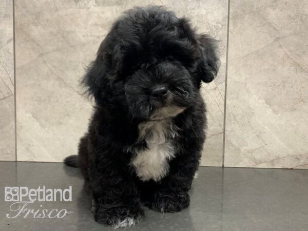 Lhasapoo DOG Male Black and White 28039 Petland Frisco, Texas