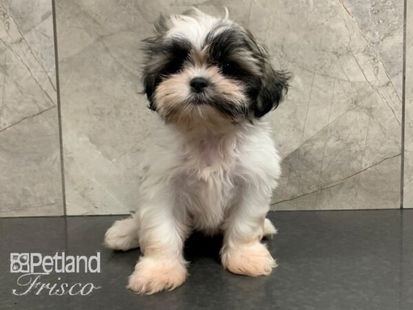 Shih Tzu DOG Female Brindle and White 28038 Petland Frisco, Texas