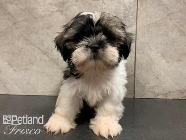 Shih Tzu-DOG-Male-Brindle and White-28037-Petland Frisco & Mckinney, Texas