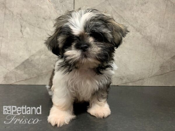 Shih Tzu DOG Female Brindle and White 28036 Petland Frisco, Texas