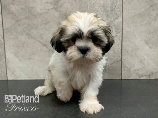 Shih Tzu DOG Male Brindle and White 28035 Petland Frisco, Texas