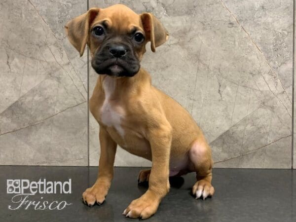 Boxer-DOG-Male-Fawn-28034-Petland Frisco, Texas