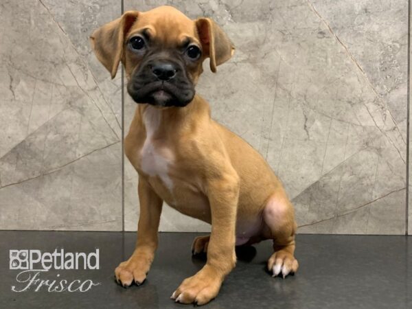 Boxer DOG Male Fawn 28034 Petland Frisco, Texas