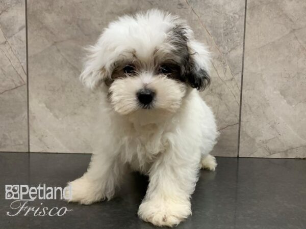 Coton De Tulear DOG Male White 28033 Petland Frisco, Texas