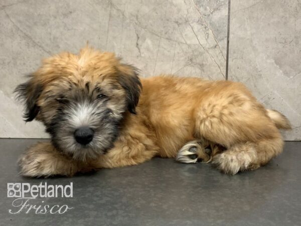 Soft Coated Wheaten Terrier DOG Male Wheaten 28032 Petland Frisco, Texas