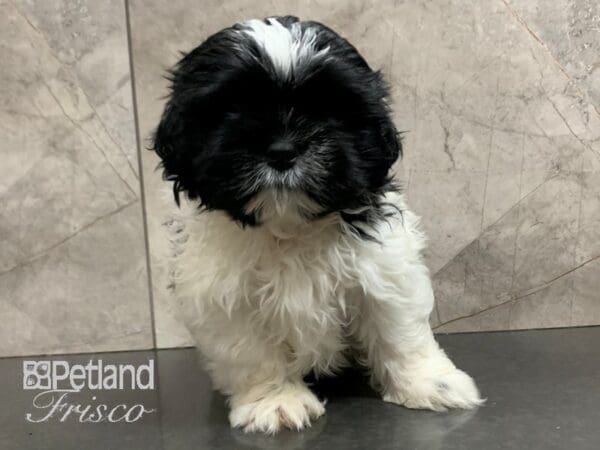 Shih Tzu DOG Male Black and White 28031 Petland Frisco, Texas