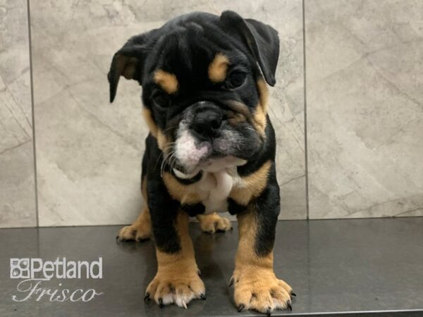 English Bulldog DOG Male Tri 28030 Petland Frisco, Texas