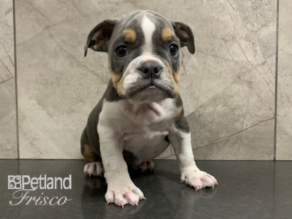 English Bulldog DOG Female Blue and White 28028 Petland Frisco, Texas