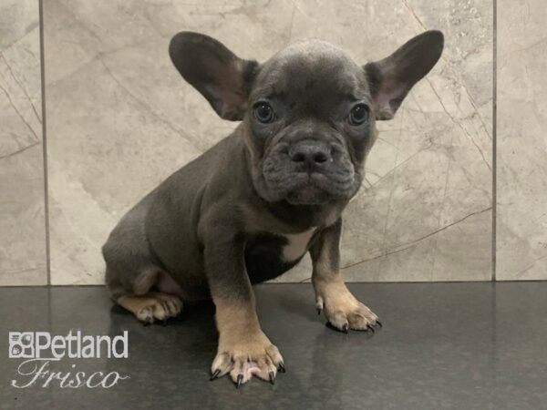 French Bulldog-DOG-Male-Blue and Tan-28027-Petland Frisco & Mckinney, Texas