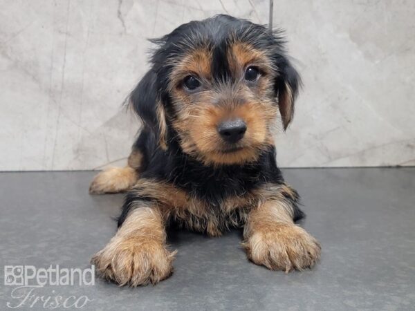 Yorkshire Terrier-DOG-Male-BLK TAN-28074-Petland Frisco & Mckinney, Texas