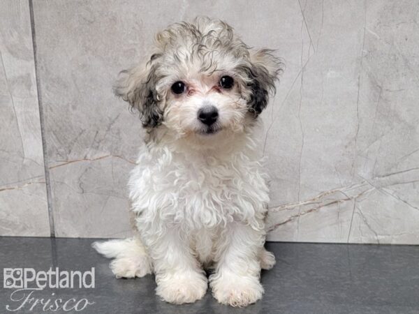 Poo Chon-DOG-Female-CREAM WH-28073-Petland Frisco & Mckinney, Texas