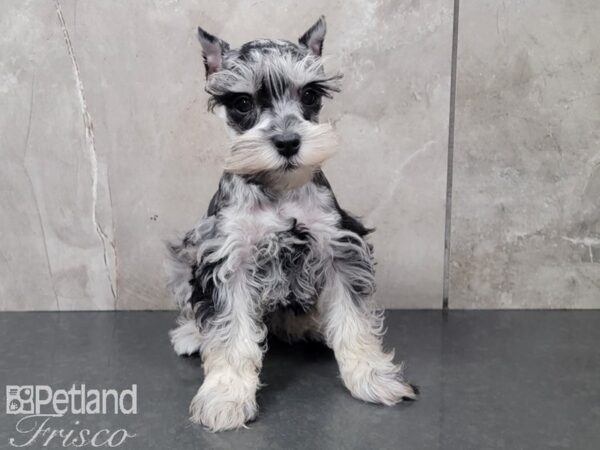 Miniature Schnauzer-DOG-Female-BLUE MERLE-28065-Petland Frisco, Texas