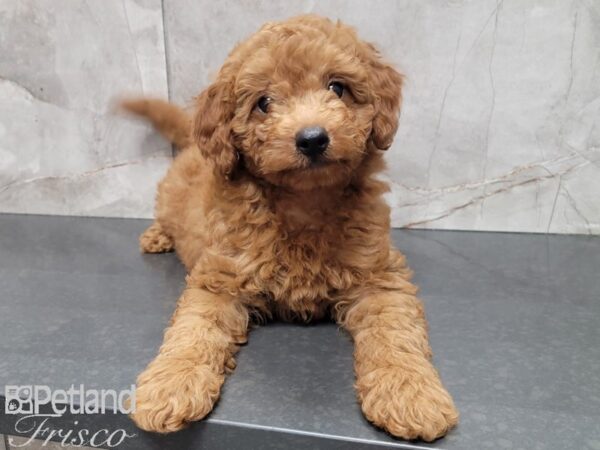 F1B Mini Goldendoodle-DOG-Male-RED-28052-Petland Frisco & Mckinney, Texas