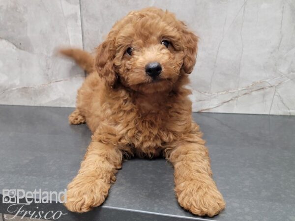 F1B Mini Goldendoodle DOG Male RED 28052 Petland Frisco, Texas