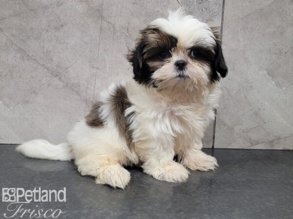 Shih Tzu-DOG-Male-BRN WHT-28045-Petland Frisco, Texas