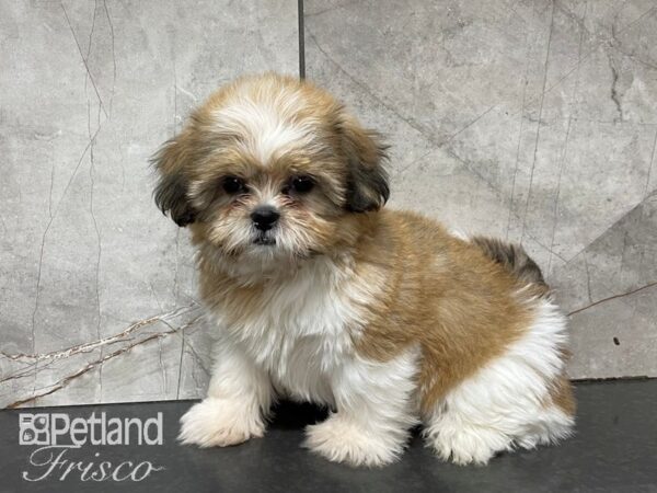 Shih Tzu DOG Male Gold 28081 Petland Frisco, Texas