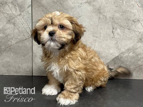 Shih Tzu-DOG-Male-Gold and White-28085-Petland Frisco & Mckinney, Texas