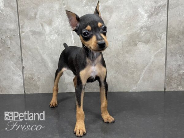 Miniature Pinscher DOG Male Black and Tan 28086 Petland Frisco, Texas