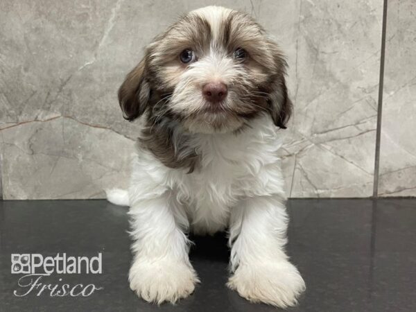 Havanese-DOG-Male-White and Brown-28098-Petland Frisco, Texas