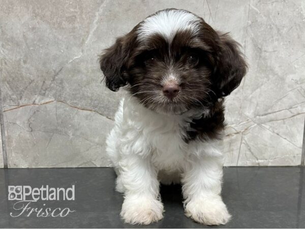 Havanese DOG Female White and Chocolate 28100 Petland Frisco, Texas