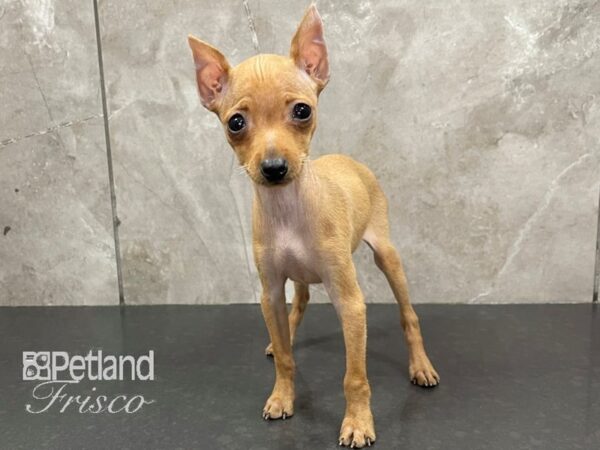 Miniature Pinscher-DOG-Female-Red-28087-Petland Frisco & Mckinney, Texas