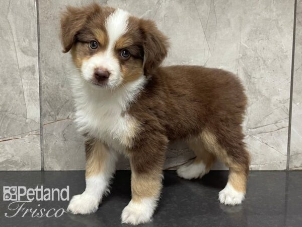 Miniature Australian Shepherd-DOG-Male-Red Tri-28089-Petland Frisco & Mckinney, Texas