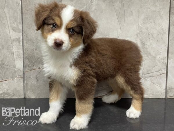 Miniature Australian Shepherd DOG Male Red Tri 28089 Petland Frisco, Texas