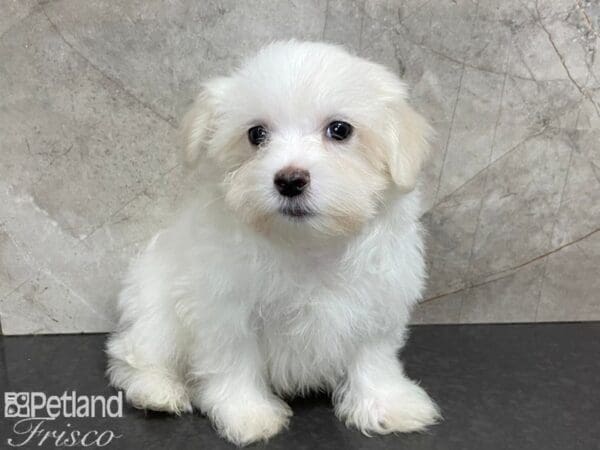 Maltese DOG Male White 28077 Petland Frisco, Texas