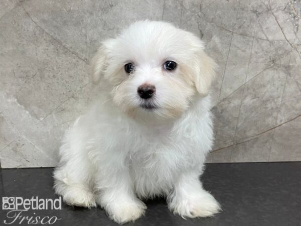 Maltese-DOG-Male-White-28077-Petland Frisco & Mckinney, Texas