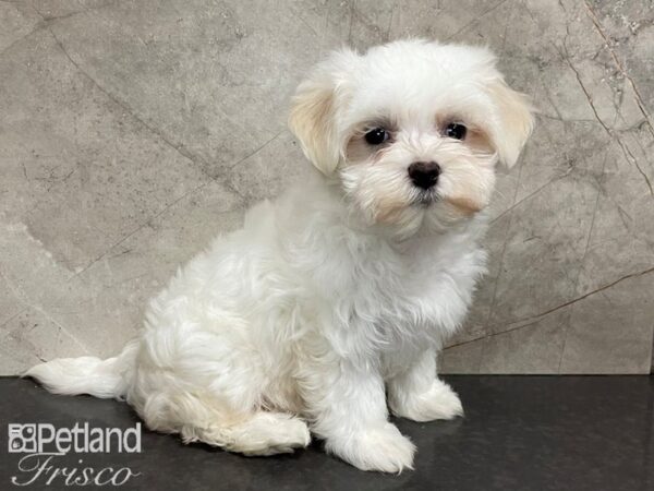 Maltese-DOG-Female-White-28078-Petland Frisco & Mckinney, Texas
