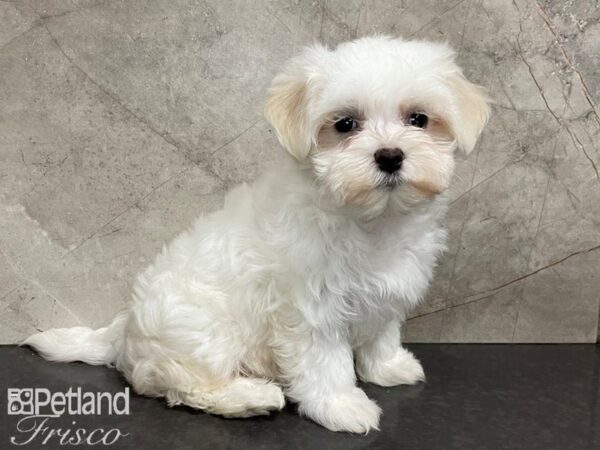 Maltese DOG Female White 28078 Petland Frisco, Texas